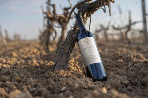 Bottiglia di vino rosso Barbera | Barbera red wine bottle