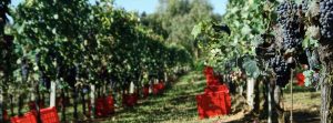 Raccolta dell'uva rossa in cassetta | Collection of red grapes in boxes