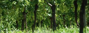 Tra i filari delle vigne di uva bianca | Among the rows of white grape vineyards
