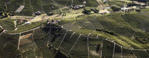 Vista dall'alto delle vigne del Monferrato | Top view of Monferrato vineyards