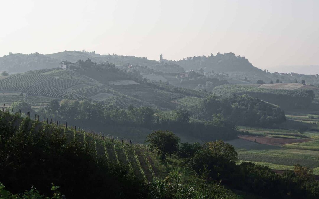 slide_3-vigneti-franco-francesco-min