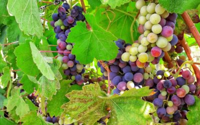 Vendemmia 2019, chiedilo al produttore!